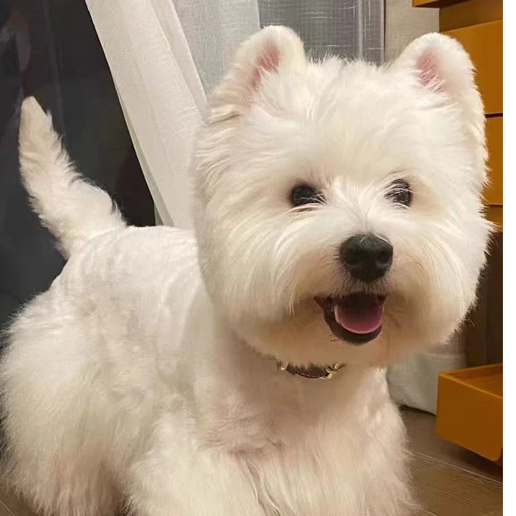 宠品惠芝芝家活体宠物专用链接西高地