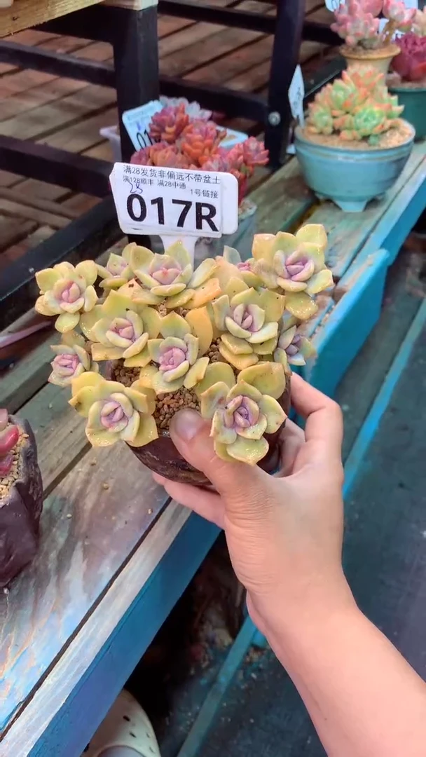 017R（一物一拍实付满28发货，默认不带盆土）