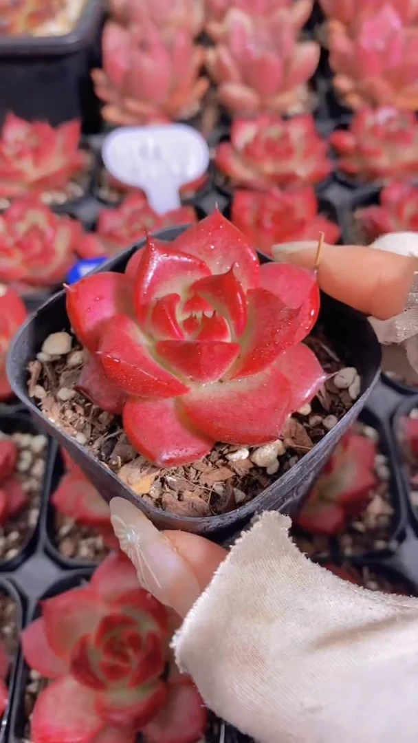 116- 卡宴（量拍）