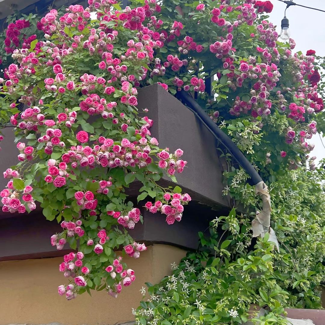 【胭脂扣】1米-1.4米月季花苗爬藤月季盆栽植物藤本蔷薇苗庭院