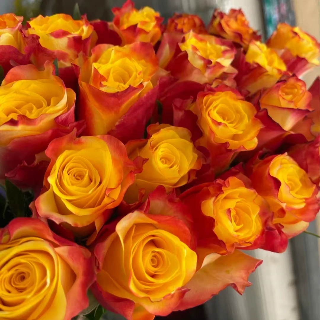 新闻快讯中苗   四季灌木月季