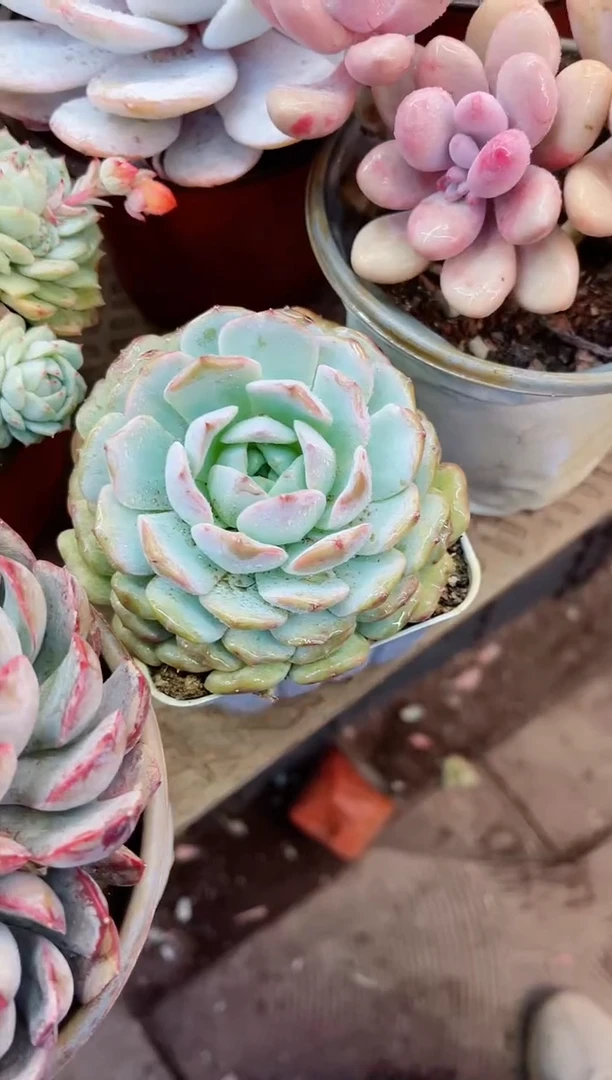 【闪购商品】13071