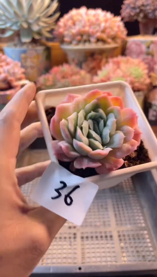 11.4-36泡泡纱裙111111111111111