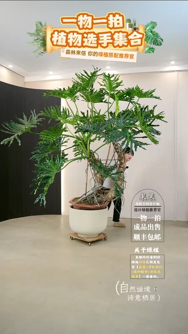 完全开放潇****兰老桩龙鳞春羽连盆种好栽好一整套送货上门