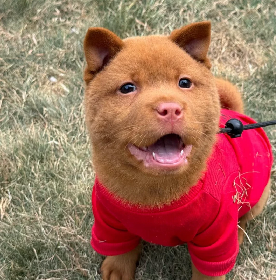 【孟娜丽莎】萌宠中华田园犬活体链接