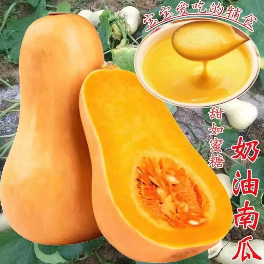 奶油南瓜种子 香甜软糯肉质细嫩桔瓜南瓜阿根廷蜜本南瓜蔬菜种子