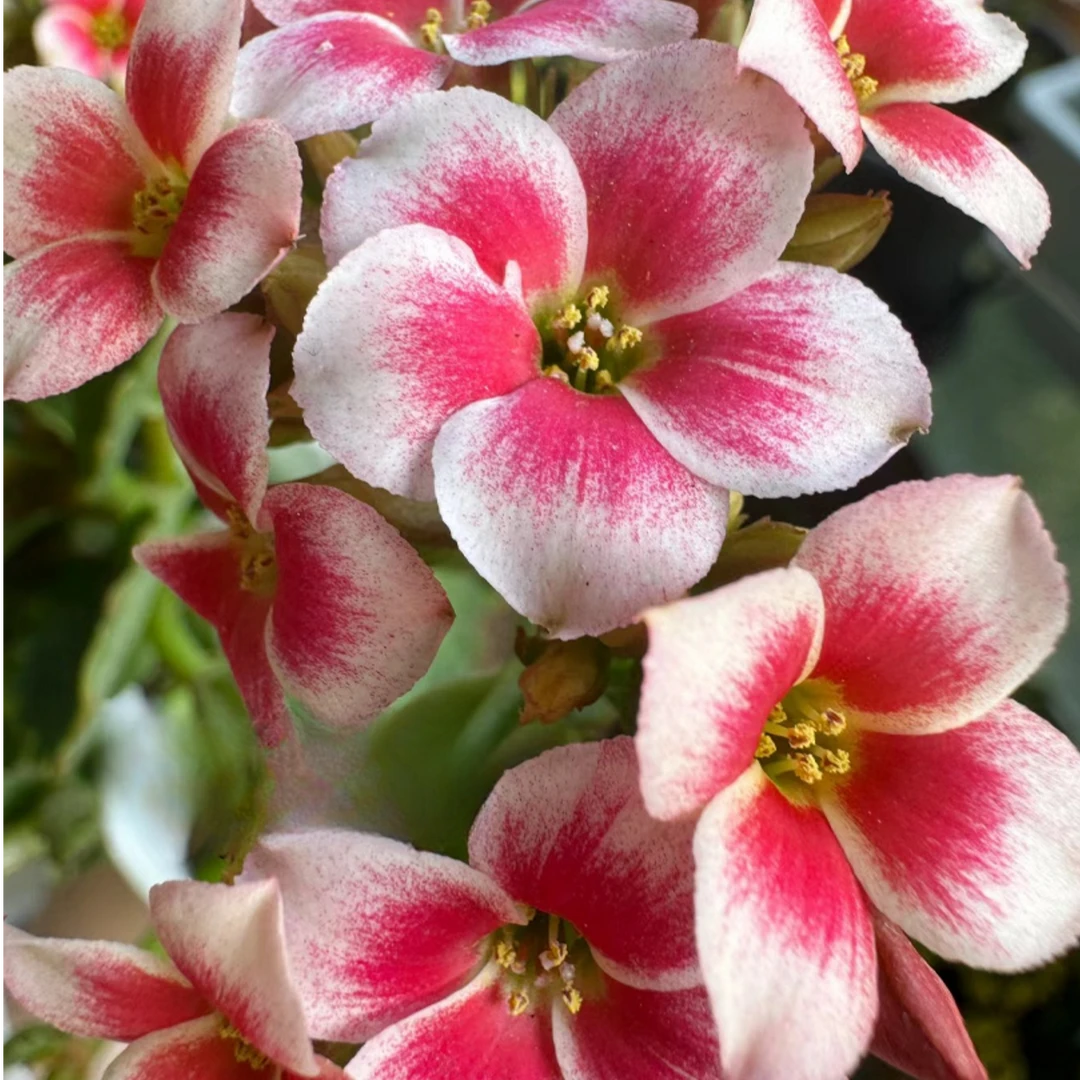 【索罗】长寿花四季开花阳台盆栽大花单瓣花卉植物