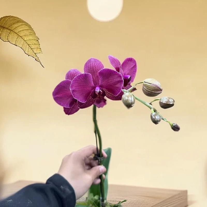【胖胖】蒙特勒~ 蝴蝶兰带花带花苞发货