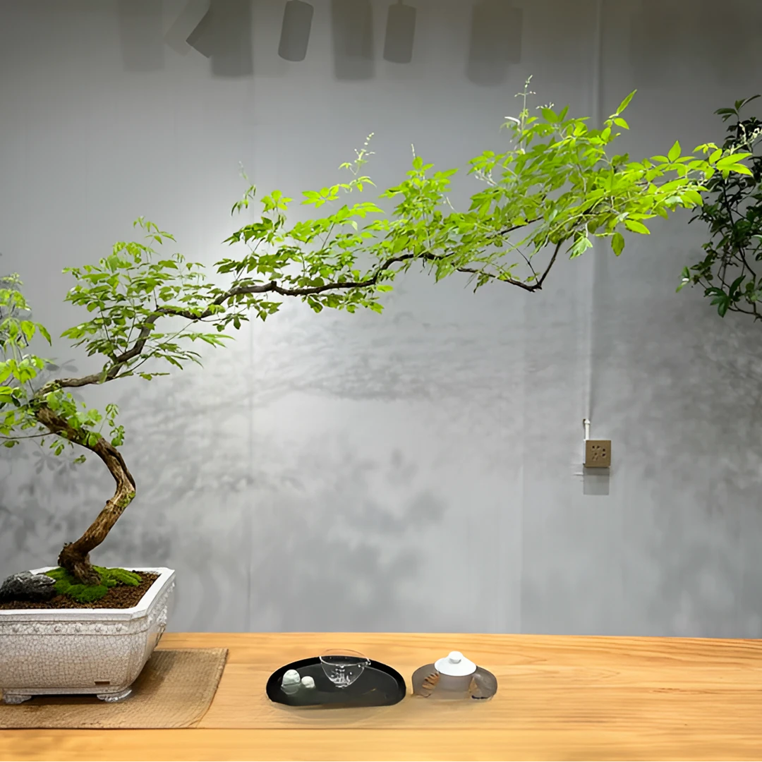 黄荆盆栽绿植盆景一物一拍