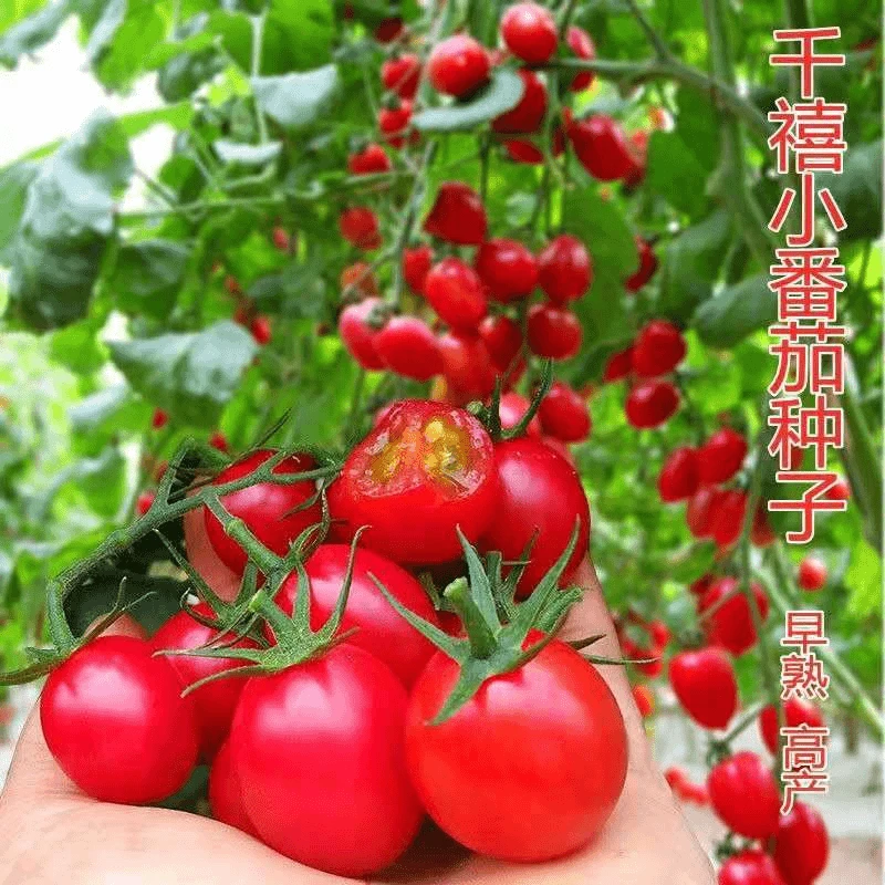 (拍2发3)四季小番茄种子苗千禧圣女果矮生西红柿盆栽蔬菜种籽苗孑