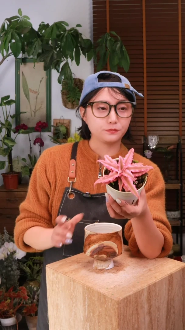 无花朵 姬凤梨 原盆 顺丰包邮