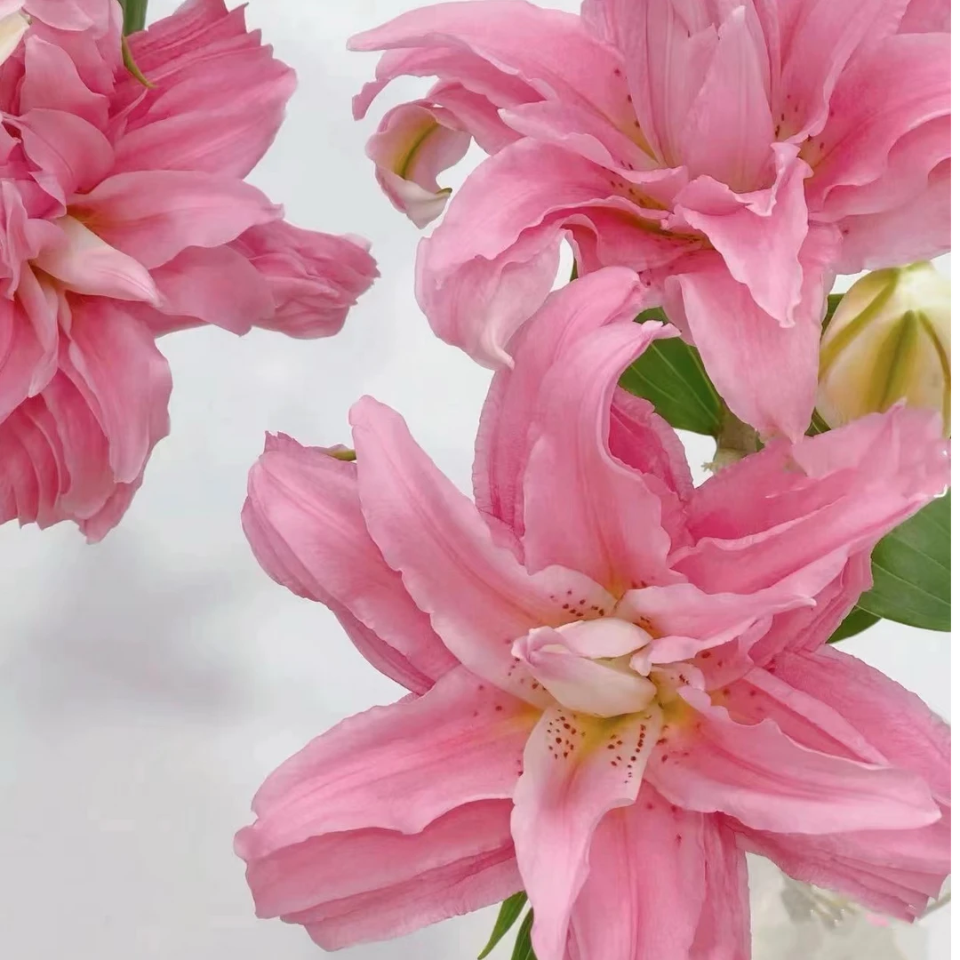 【戴安娜王妃】高级重瓣百合