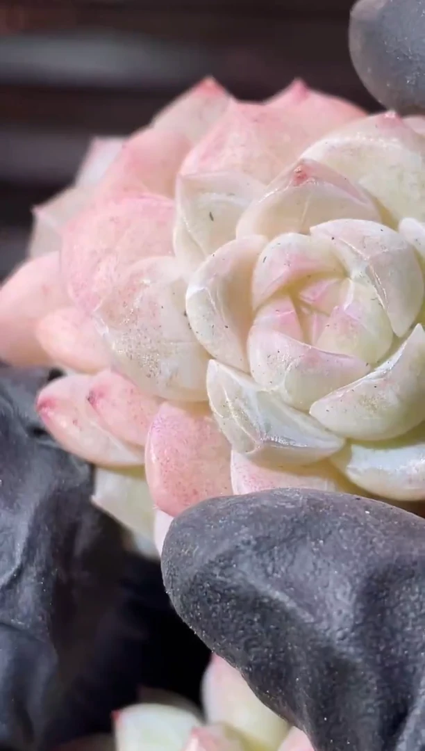 32-52 玉如意3-4厘米不包整散量拍发一颗