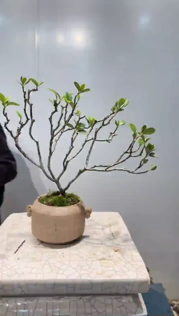 无花朵海岛翠米茶