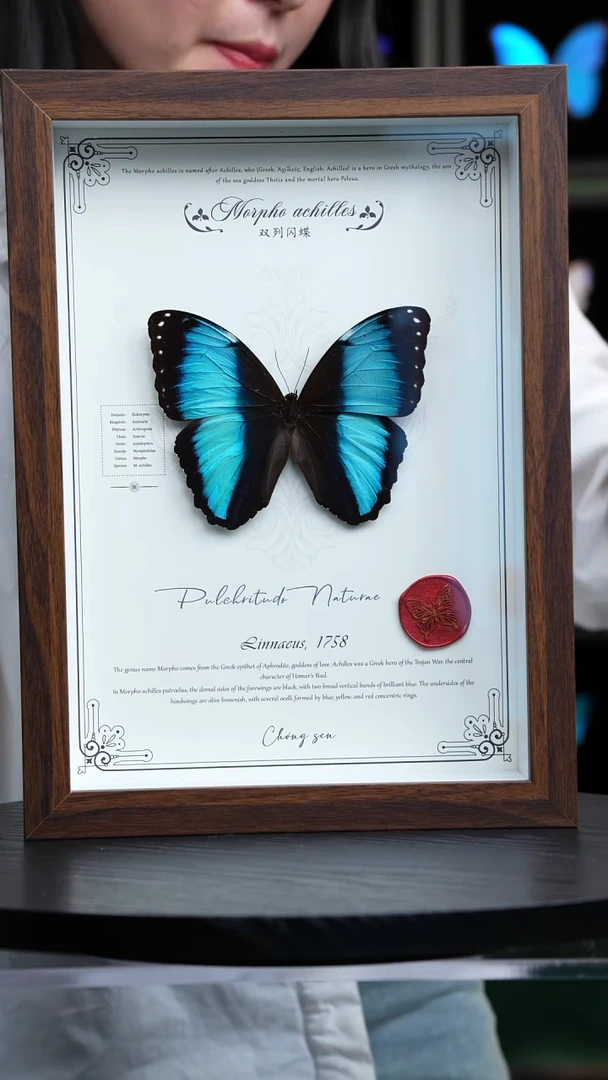 蝴蝶标本摆件竞拍双列闪蝶A68