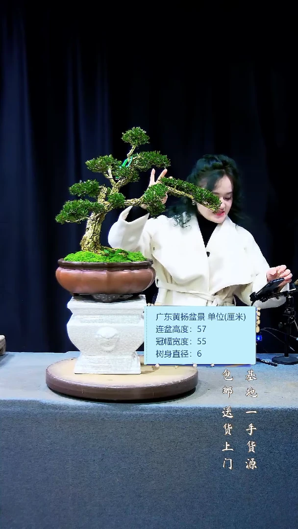 【闪购商品】高端黄杨盆景高端黄杨盆景