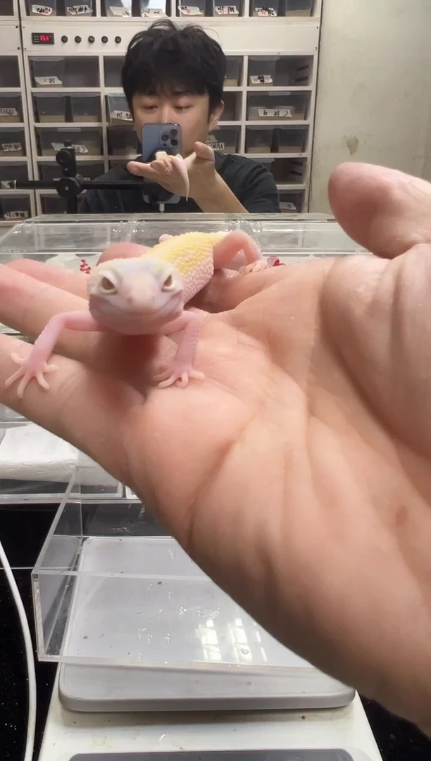 豹纹守宫75豹纹守宫