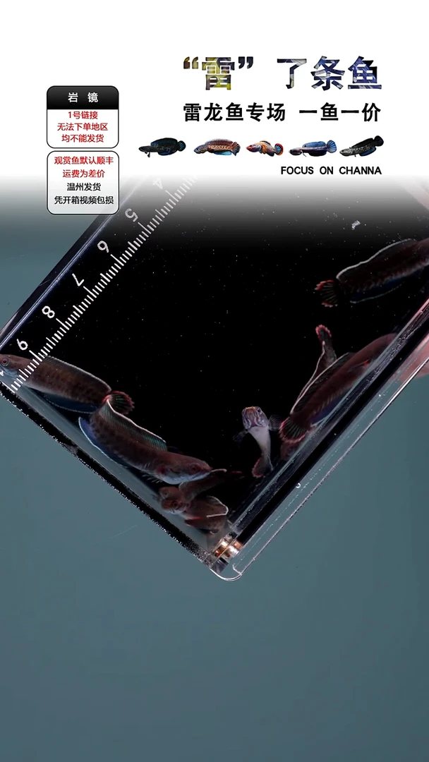 雷龙奶茶3-4CM一条全品发，顺丰包损不包邮