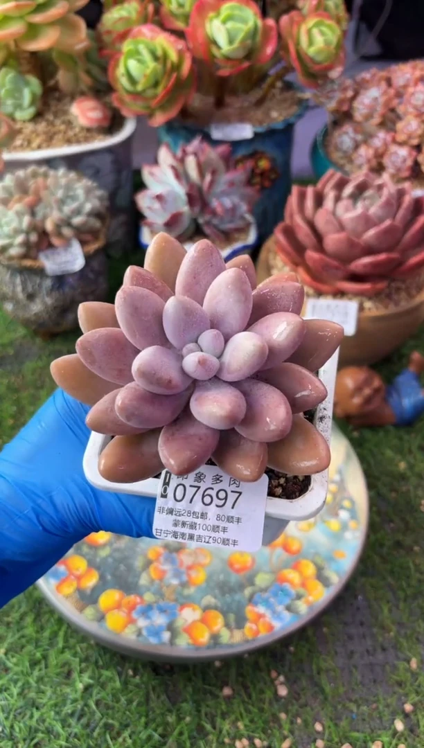 昆明印象多肉07697