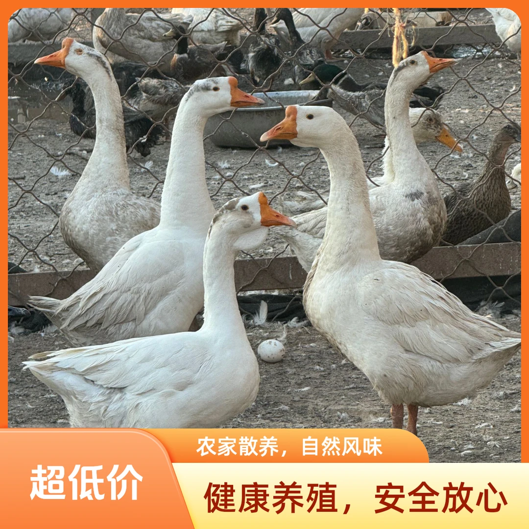新鲜农家大鹅老鹅自家散养铁锅炖土鹅健康营养整只