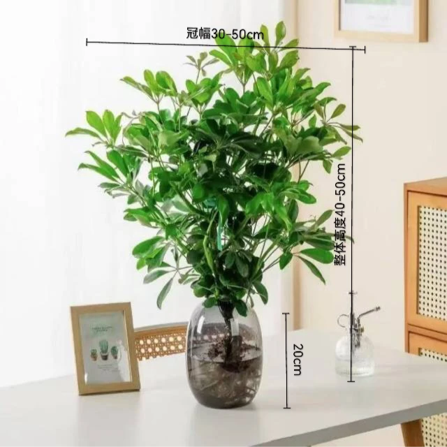 八方来财水培七叶莲鸭脚木室内办公绿植四季常青绿盆栽