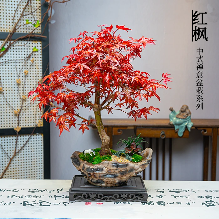 老桩红枫山水画造型创意盆景室内好养美观四季常红叶盆栽植物