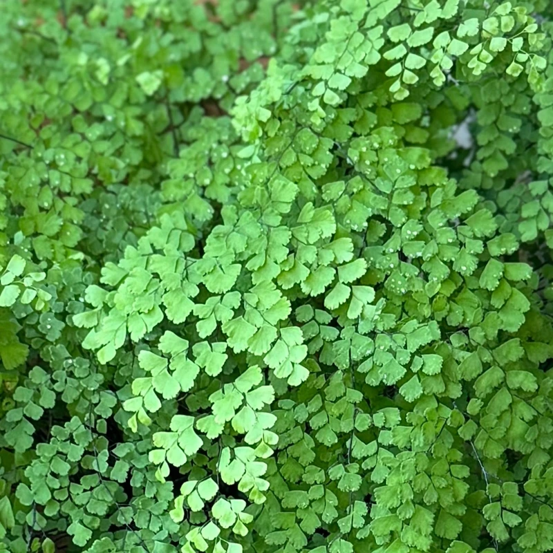 室内耐阴绿植铁线蕨盆栽