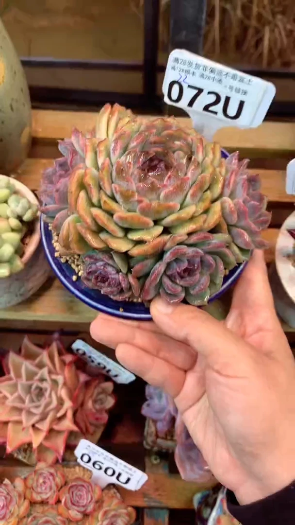 072U（一物一拍实付满28发货，默认不带盆土）