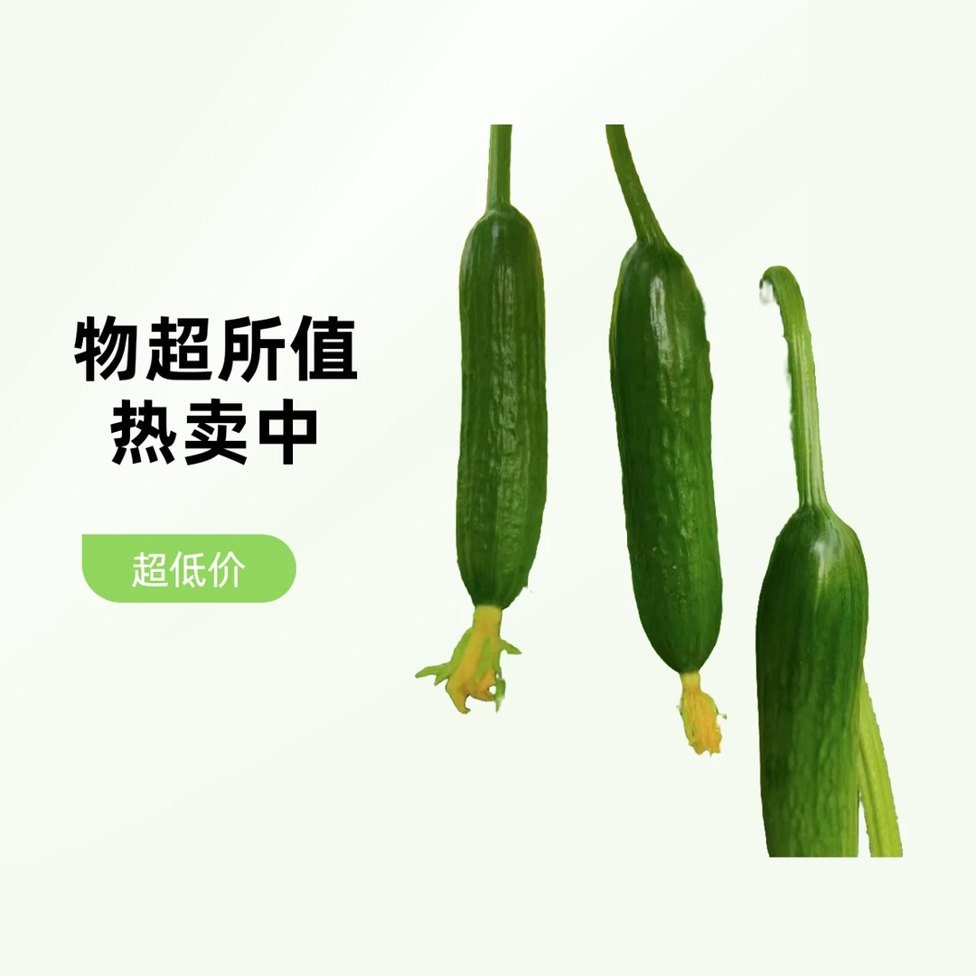 精品水果黄瓜（1.8-2斤装）