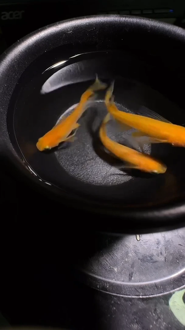青鳉鱼观背青鳉观背青鳉06