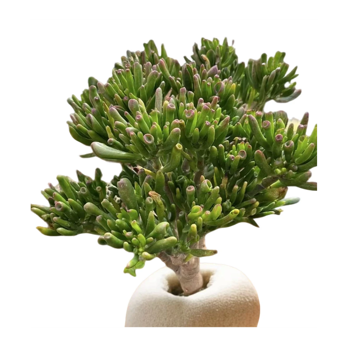 4年老桩精品吸财树  好看好养  多肉绿植