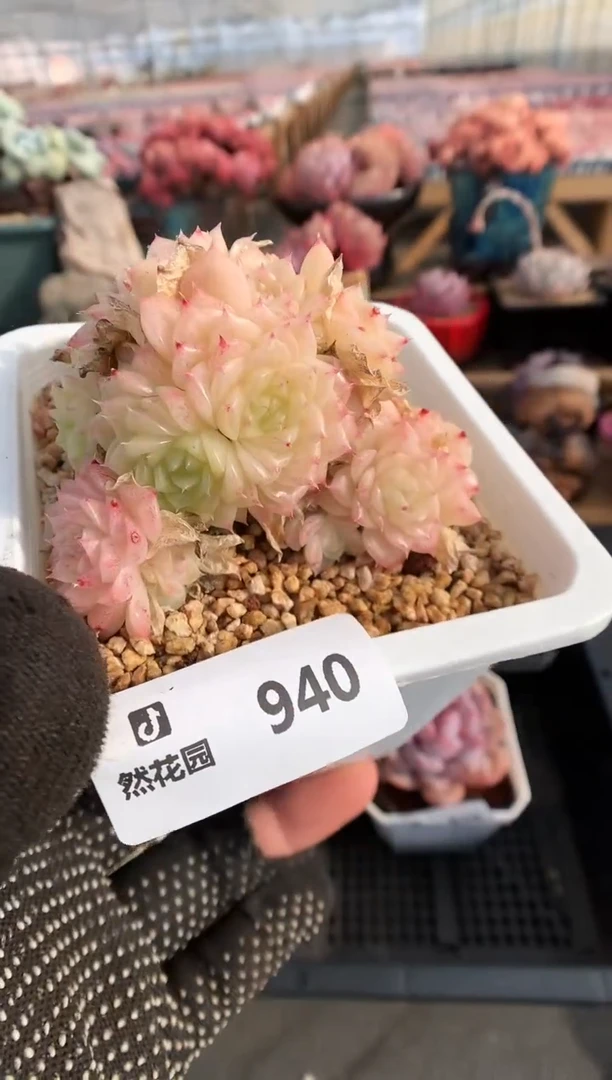 【闪购商品】940麦秆一物一拍