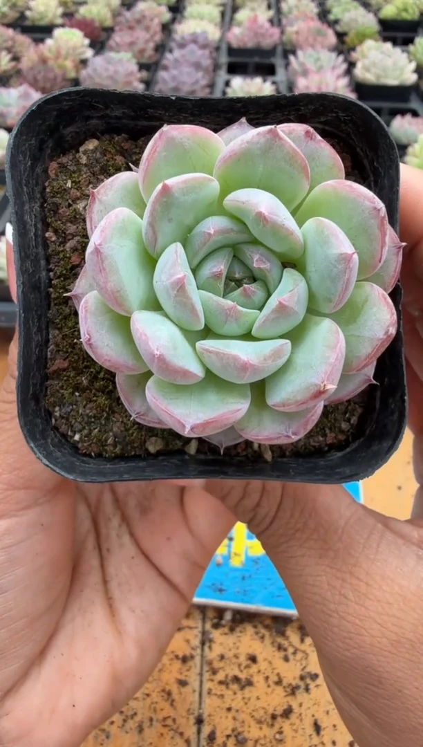 东云多肉园二店-213