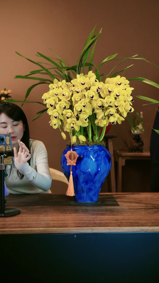 【闪购商品】盆景金玉满堂 拱兰 蓝