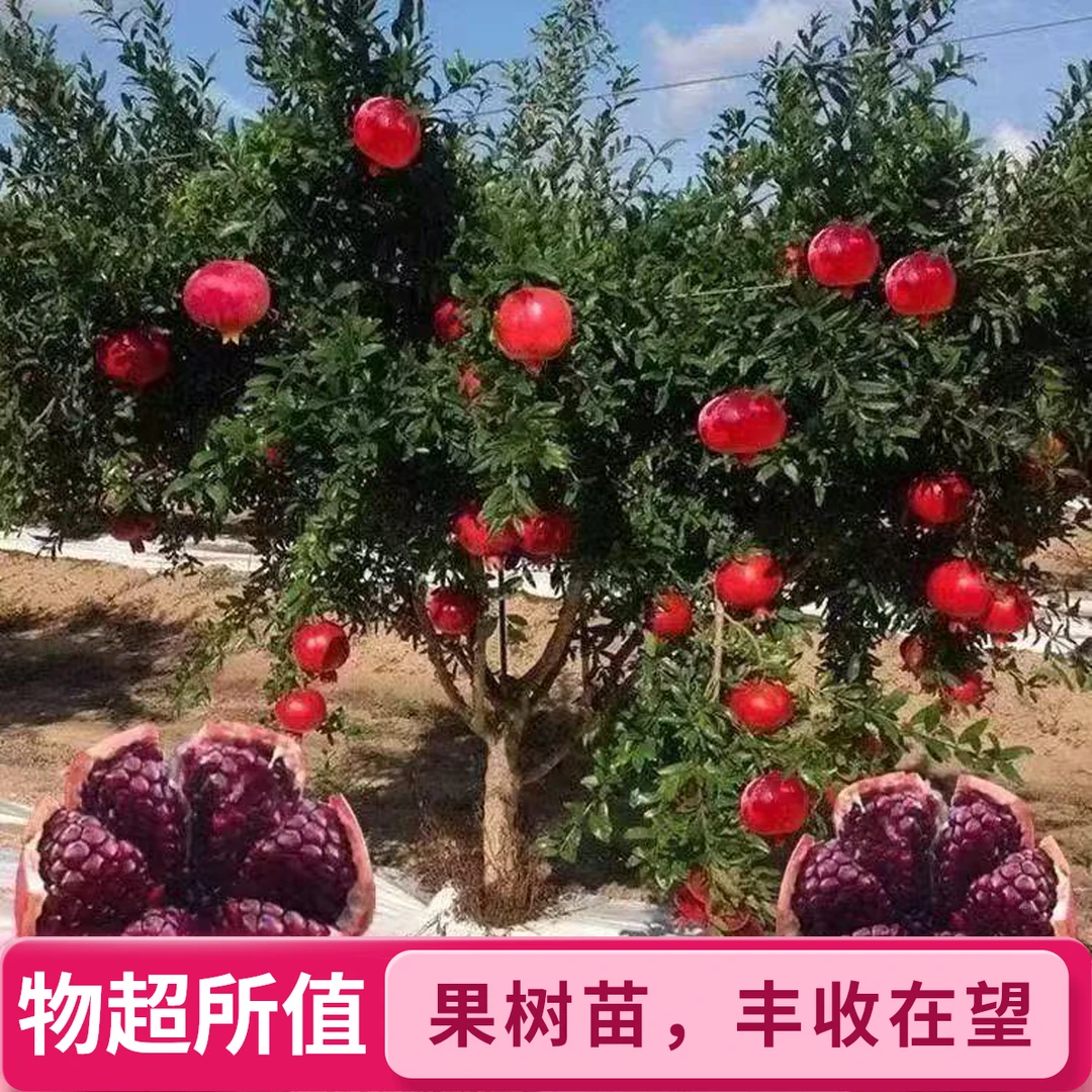 以色列黑籽 石榴树苗 南方北方 南方北方 庭院阳台