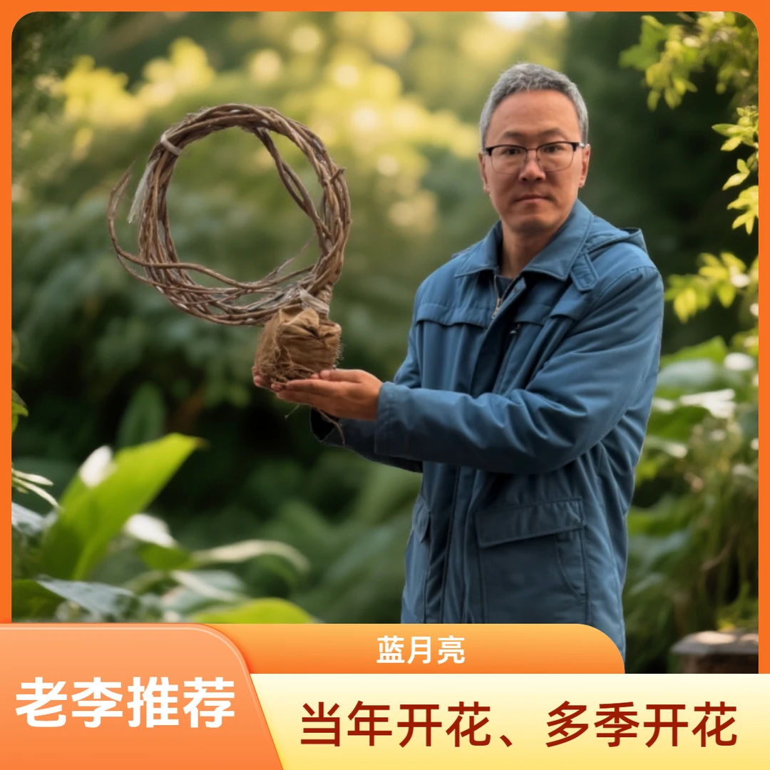 AAA【欧系紫藤蓝月亮开播福利】【老李直播间专属】