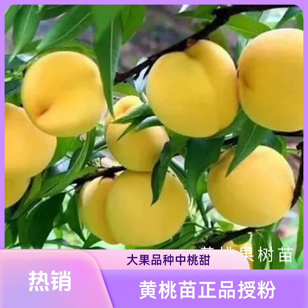 黄桃果树苗中桃金甜，授粉大果郑果所授权品种