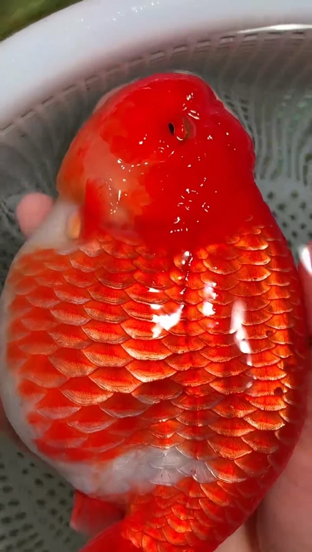 金鱼（运费自理，马印灯照射）福州追鱼兰寿金鱼