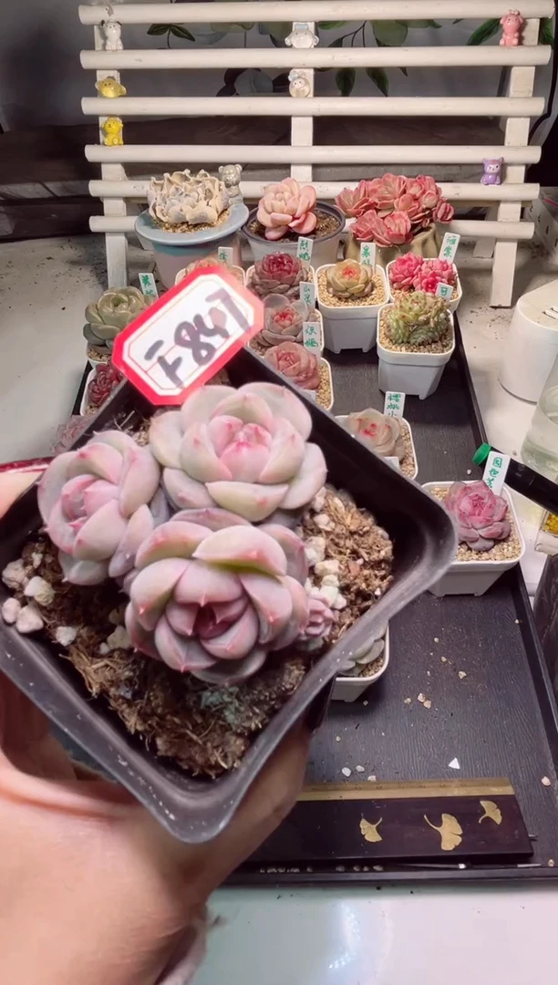 【闪购商品】F847魅影一物一拍