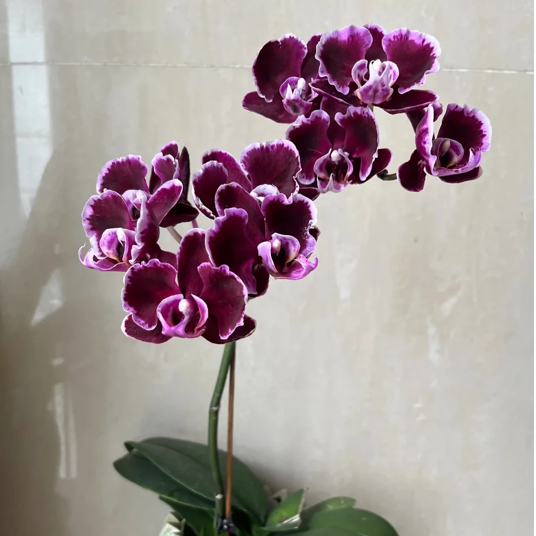 【蝴蝶兰福利】蝴蝶兰品种带花带花苞好养活的稀有花卉