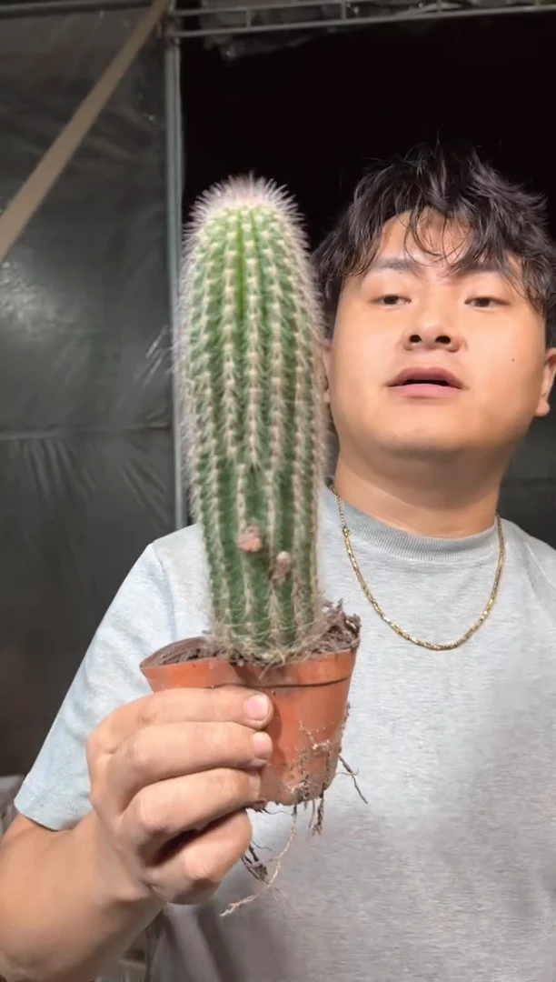 鹿角柱【带根】高10-15cm