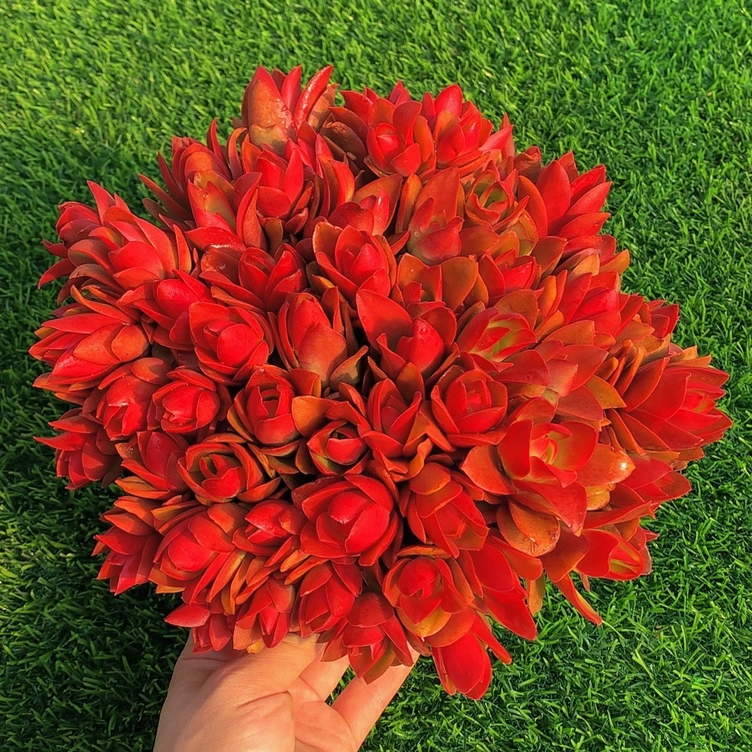 Z 红百合多肉植物耐旱喜阳 好养庭院阳台盆栽