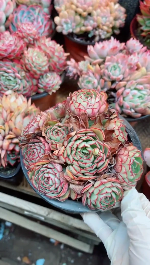 【闪购商品】11022