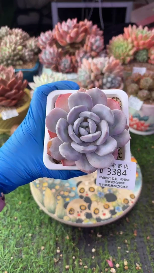 昆明印象多肉3384