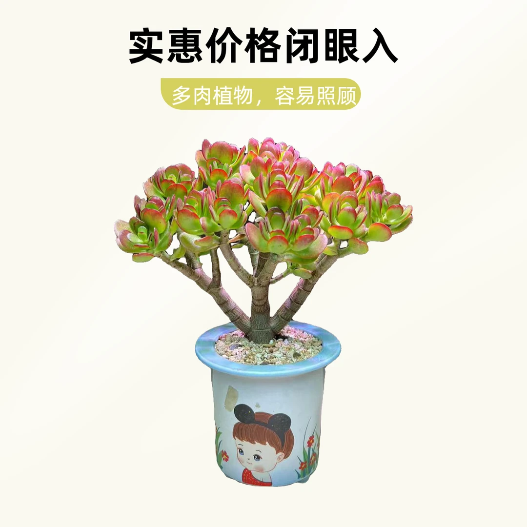 玉树 摇钱树 三年老桩室内室外好养