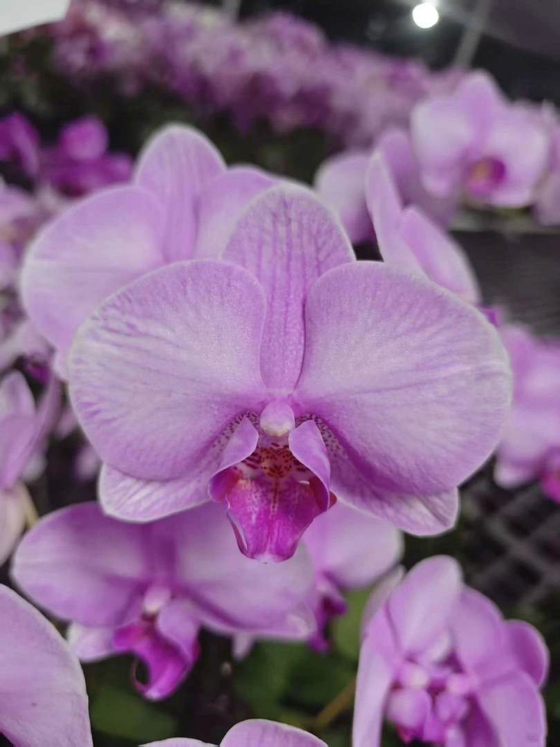 高品质粉色蝴蝶兰【天仙】带花剑带花苞四季开花室内好养盆栽