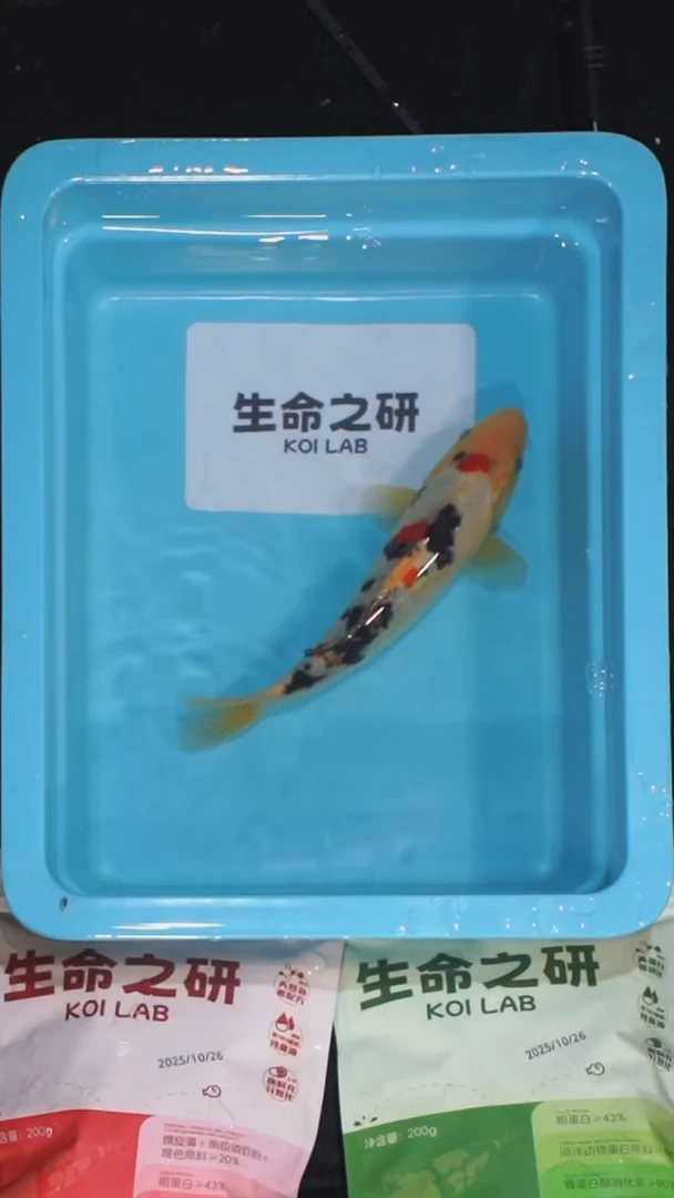 锦鲤血统大正三色锦鲤红白锦鲤丹顶红白丹顶三色锦鲤