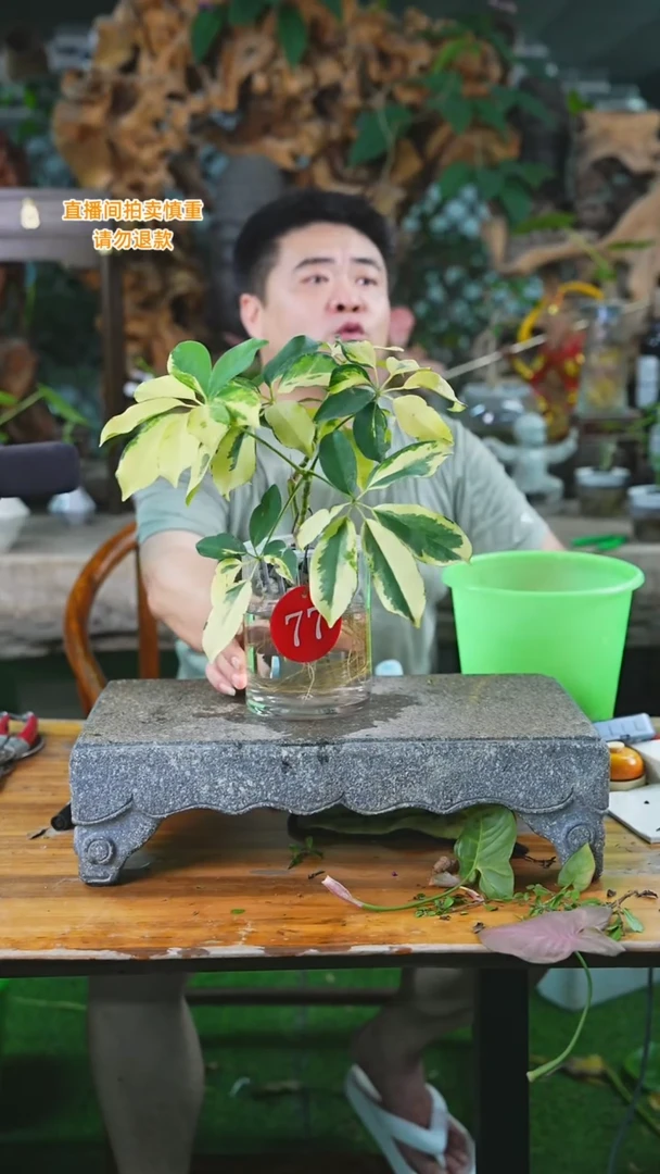 当前无花栽培后可以开花77花叶鸭脚木T