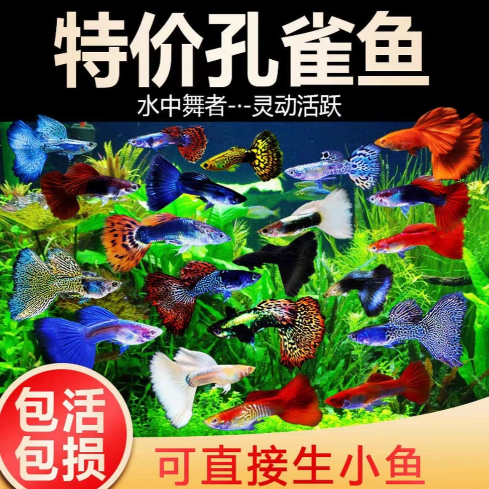 [开播福利炫彩套餐]精品纯种孔雀鱼好看好养新手专属练手鱼