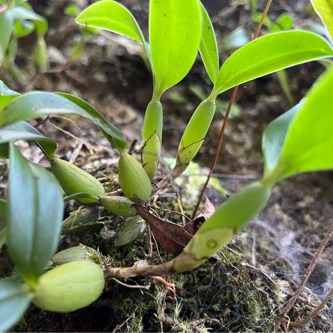 新鲜双叶小果石橄榄石仙桃煲鸡煲骨排骨味道鲜美凉拌石橄榄